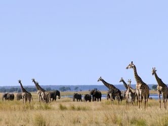 Wasserwelt Afrika