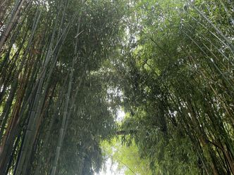 Bambus, Beet & Blaue Banane - Wenn Gärten glücklich machen
