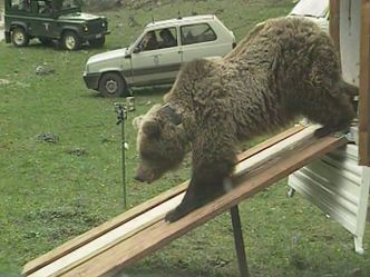 Gefährlich nah - Wenn Bären töten
