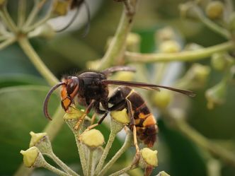 alles wissen - Asiatische Hornisse in Hessen: Gefahr für Honigbienen?