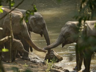 Chinas wildes Tierreich