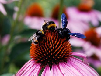 Die Welt der wilden Bienen