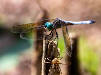 Welt der Insekten - Kleine Wesen ganz groß