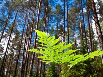 Leben unter Bäumen - Ein Jahr im Wald