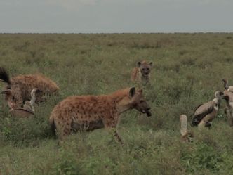 Kampf der Raubkatzen - Löwe gegen Gepard