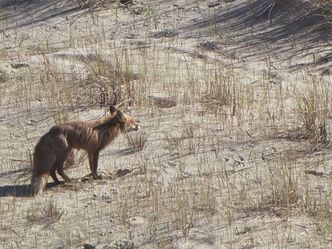 Nationalparks im Baltikum - Litauen: Nationalpark Kurische Nehrung