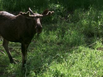 Nationalparks im Baltikum - Lettland: Nationalpark Gauja