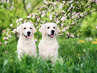 TM Wissen - Best Of - Treue Hunde, stabiler Beton, fliegende Boote - Das TM Wissen Sommer-Spezial