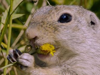 Tierische Heimkehrer - Zurück in der Natur