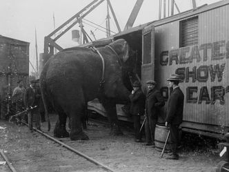 Fritz, der Elefant - Eine tragische Geschichte