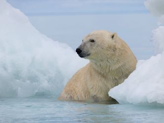 Islands: Die wilden Labore der Natur