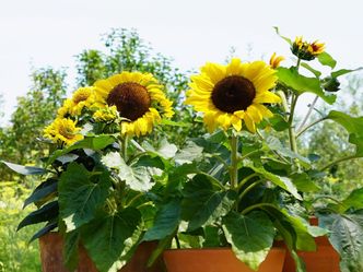 Natur im Garten