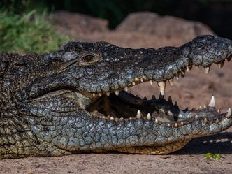 Wildes Sambia - Die Krokodile des Luangwa-Flusses