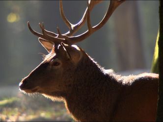 Der Harz - Wildnis im Herzen Europas