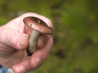 Fantastische Pilze - Die magische Welt zu unseren Füßen