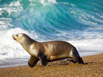 Wildes Patagonien