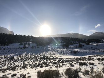 Die Wölfe des Yellowstone: Die nächste Generation