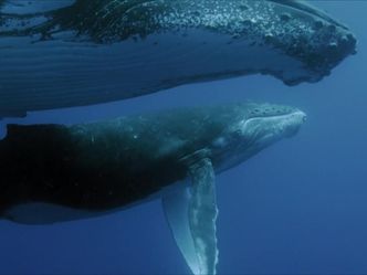 Of Whales and Turtles - The Rewards of Ocean Conservation