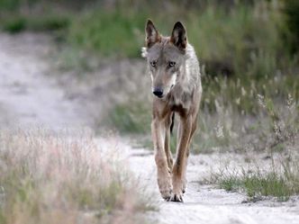 Wilde Wanderer - Tiere auf Tour