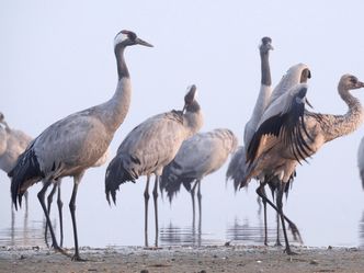 Der Graue Kranich - Auf den Schwingen eines Riesen