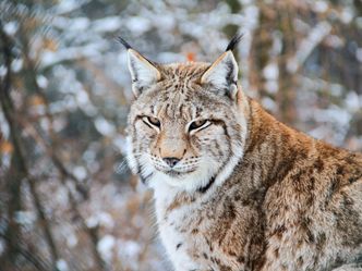 Die Rückkehr der Raubtiere - Wolf, Luchs und Bär auf dem Vormarsch