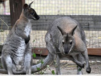 Taronga Zoo Hautnah