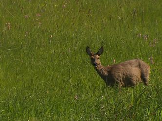 Einsatz im Naturparadies - Bedrohte Wiesen an der Wümme