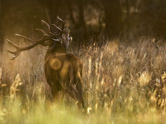 Der Hirsch - Stolzer König des Waldes