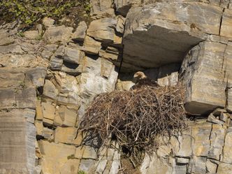 Tierische Überflieger