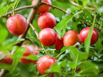 freizeit - Schmidt Max und das exotische Obst - aus Bayern