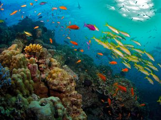 David Attenboroughs Great Barrier Reef