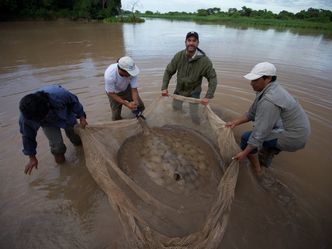 Auf der Suche nach dem Monsterfisch