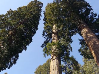 Redwood Kings - Träume aus Holz