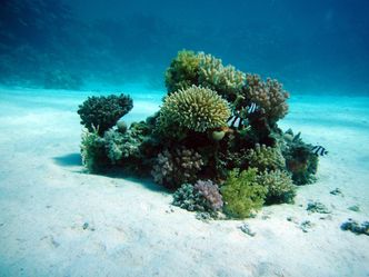 Korallen - Lunge der Erde