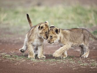 Tierbabys ganz groß