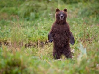 Tierische Freundschaften