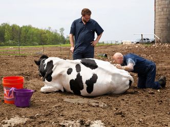 Der unglaubliche Dr. Pol