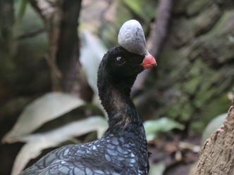 Bronx Zoo - Tierpark der Superlative