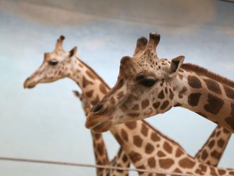 Bronx Zoo - Tierpark der Superlative