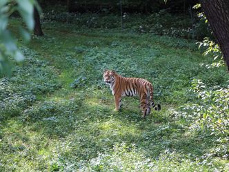 Bronx Zoo - Tierpark der Superlative