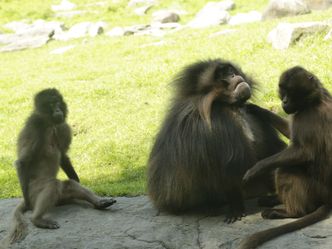 Bronx Zoo - Tierpark der Superlative