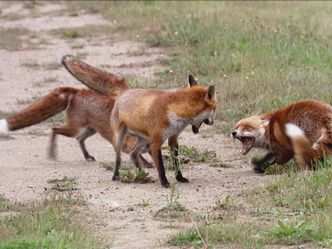 Animal Fight Club