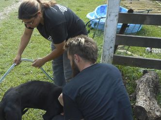 Pitbulls auf Bewährung