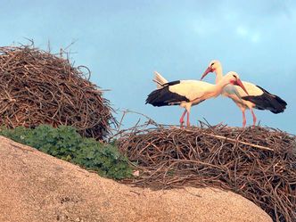 Der Flug der Störche - Auf der Rückreise von Afrika nach Europa