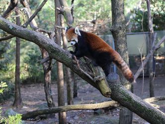 Bronx Zoo - Tierpark der Superlative