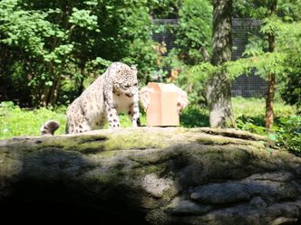 Bronx Zoo - Tierpark der Superlative