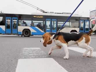 Verrückt aber wahr!