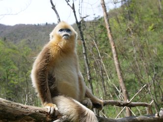 Chinas wilde Königreiche