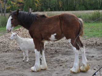 Tierische Freundschaften