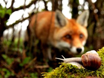 Frankreich - Wild und Schön